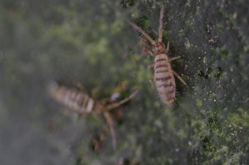 Entomobrya multifasciata?  S !